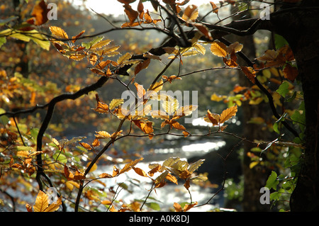 Riverside hêtres Cornwall Banque D'Images