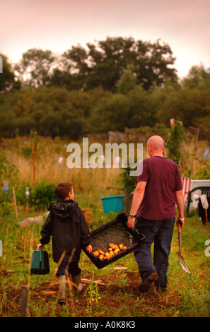 Un PÈRE ET SON FILS DÉTERRER QUELQUES POMMES SUR UN ALLOTISSEMENT UK Banque D'Images