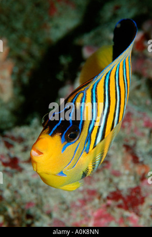 Pygoplites diacanthus angelfish Royal Océan Indien Maldives Island Banque D'Images