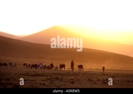 Les gens des troupeaux ovins et caprins vers accueil au coucher du soleil au nord de l'Afrique de l'Est Tanzanie Arusha Banque D'Images