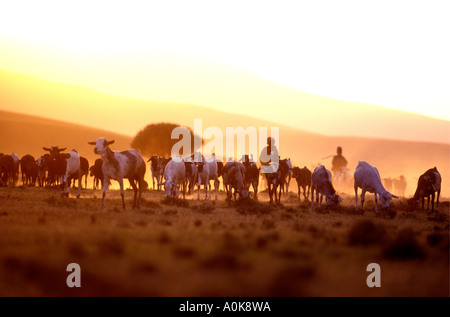 Les gens des troupeaux ovins et caprins vers accueil au coucher du soleil au nord de l'Afrique de l'Est Tanzanie Arusha Banque D'Images