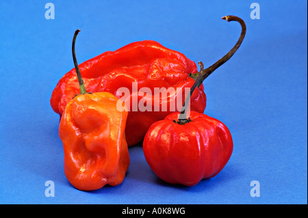 Le Habanero / Scotch Bonnet / piment Capsicum chinense Banque D'Images