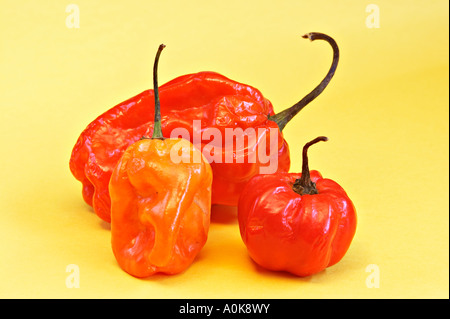 Le Habanero / Scotch Bonnet / piment Capsicum chinense Banque D'Images
