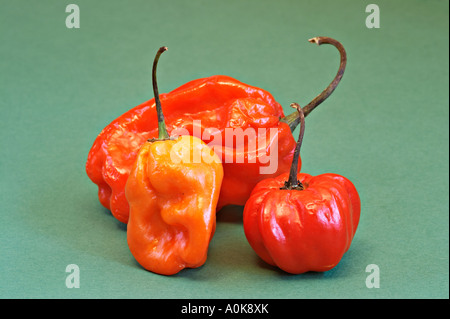 Le Habanero / Scotch Bonnet / piment Capsicum chinense Banque D'Images
