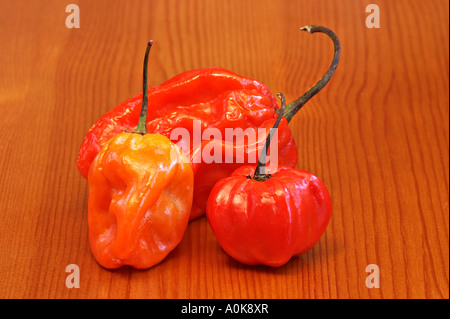 Le Habanero / Scotch Bonnet / piment Capsicum chinense Banque D'Images