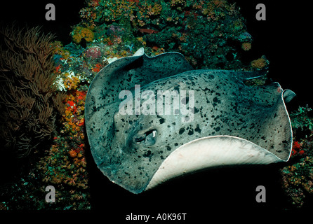 Black spotted stingray Taeniura meyeni Îles Maldives océan Indien Banque D'Images