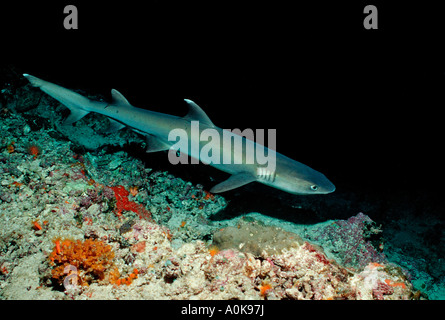 Triaenodon obesus Whitetip reef Shark Island Maldives Océan Indien Banque D'Images