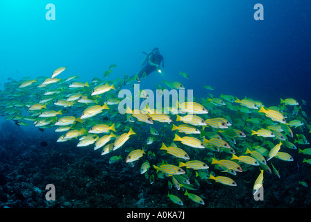 Plongeur et Bluestripe snapper Lutjanus kasmira Océan Indien Maldives Island Banque D'Images