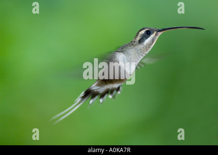 Hummingbird, Baron's Long-billed Hermit (Phaethornis longirostris, baroni) Buenaventura Réserver EQUATEUR Banque D'Images