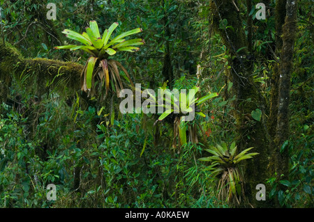 L'Équateur, dans l'ouest de l'Andes, la Forêt de nuages, Bellavista Réserver près de Mindo, Bromeliads in tree Banque D'Images