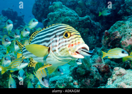 Cleaner wrasse Oriental Sweetlips Plectorhinchus vittatus nettoyage Océan Indien Maldives Island Banque D'Images