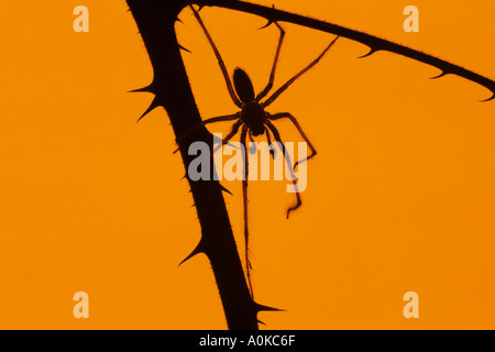 Araignée commune de maison Parasteatoda tepidariorum Banque D'Images