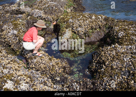 Femme au rockpool entouré par les balanes et les moules Halfmoon Bay sur la côte ouest de l'île de Vancouver, Canada Banque D'Images