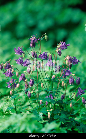 L'ancolie Aquilegia vulgaris Banque D'Images