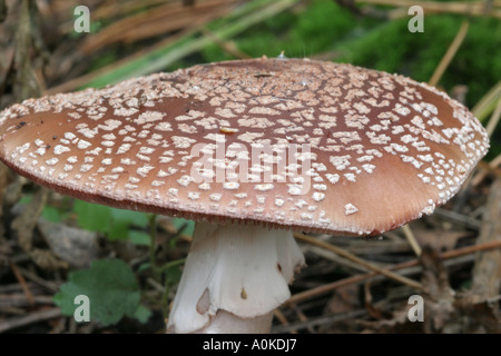 Le blush (Amanita Rubescens) Banque D'Images