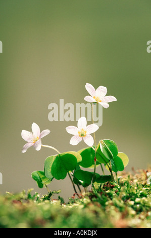 L'oxalide Oxalis acetosella Banque D'Images