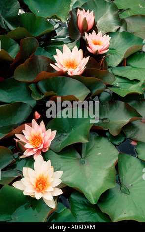 Water Lilies Rosennymphe Nymphæa hybrid Banque D'Images