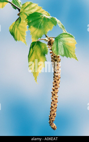 Les feuilles de bouleau verruqueux Betula pendula châton et Banque D'Images