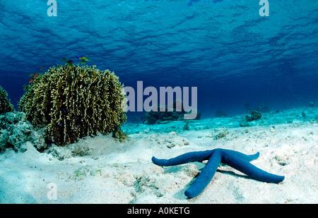 L'Étoile Bleue Linckia laevigata Banque D'Images