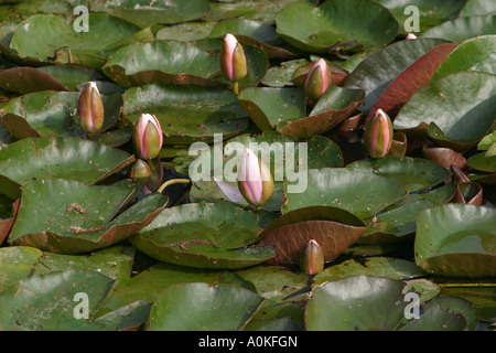 Water Lilies Banque D'Images