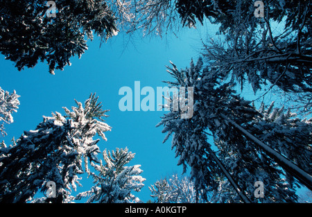 Les Conifères couverts de neige Banque D'Images