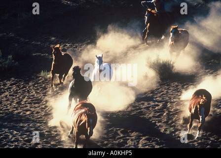 Groupe de chevaux qui courent en bas de la colline dans la poussière dans un ranch de l'Oregon Banque D'Images