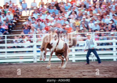 Rodeo rider sur bronco essayant de buck au loin à un rodéo au Wisconsin Banque D'Images