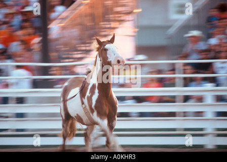 Un bronco riding horse est libérée de l'avenant à un rodéo au Wisconsin Banque D'Images