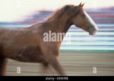 Bronco riding horse accélère par à un rodéo au Wisconsin Banque D'Images