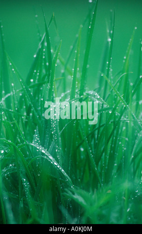 De l'herbe avec des gouttes de pluie Banque D'Images