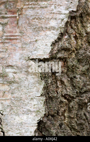 L'écorce de bouleau verruqueux Betula pendula Banque D'Images