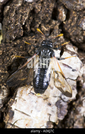 Cimbex femoratus tenthrède du bouleau sur le bouleau verruqueux Betula pendula potton bedfordshire Banque D'Images