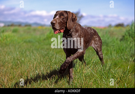 Chasse chien braque allemand Banque D'Images