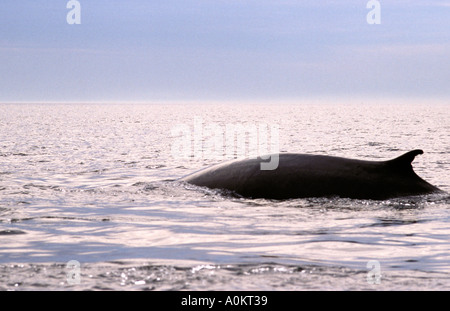 Fin de croisière baleines soutenues dans la baie de Fundy, Nouveau-Brunswick Canada Maritimes de l'Océan Atlantique Balaenoptera physalus Banque D'Images
