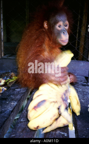 Pongo pygmaeus orang-outan bébé s'empare de la banane dans le parc national de Tanjung Mettre Bornéo Kalimantan en Indonésie Banque D'Images