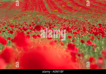 Champ de coquelicots à la périphérie de Valenso en Provence France Banque D'Images