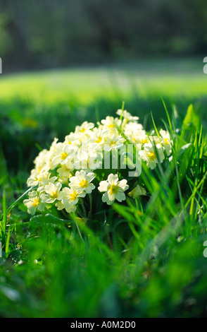 Primrose printemps sauvage plante poussant dans un champ du comté de Dorset, Angleterre, Royaume-Uni Banque D'Images