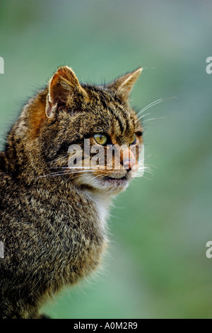 Chat sauvage écossais (Felis catus) Banque D'Images