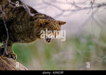 Chat sauvage écossais (Felis catus). Contrôlée. Banque D'Images