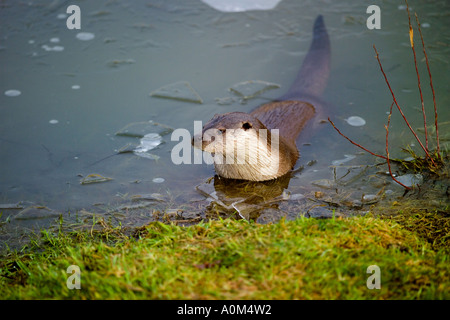 La loutre (Lutra lutra) dans la rivière glacée Banque D'Images