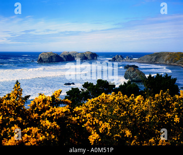 Les ajoncs en fleurs à Bandon en Oregon Banque D'Images