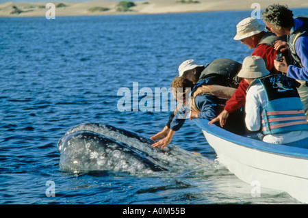 Les observateurs de baleines atteignent au Pet friendly baleines grises à Bahia Magdalena Baja Banque D'Images