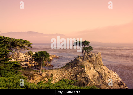 Le Lone Cypress (Cupressus macrocarpa) Banque D'Images