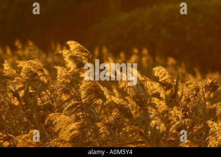 Coucher de soleil sur l'herbe Banque D'Images