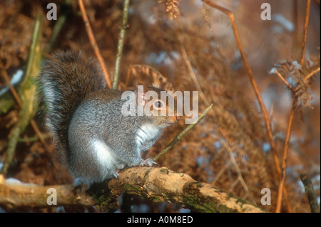 Sciurus carolinensis, nom commun ou l'écureuil gris de l'écureuil gris de l'hiver en direction de bouleau sur Banque D'Images