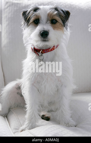 Les 11 mois vieux Jack Russell Terrier couché assis sur canapé Banque D'Images