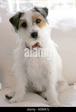 Les 11 mois vieux Jack Russell Terrier couché Banque D'Images