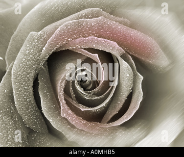 CONCEPT FLORAL : English Rose (lat : rosa007) Banque D'Images