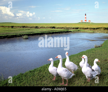 DE - Schleswig Holstein : Phare de Westerhever Banque D'Images