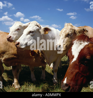 Curieux cows on meadow poussant à l'appareil photo Banque D'Images